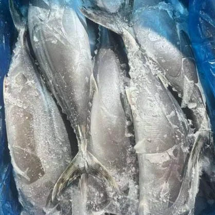 কী সারদা টুনাকে সামুদ্রিক খাবারের ক্রেতাদের জন্য একটি মূল্যবান পছন্দ করে তোলে?