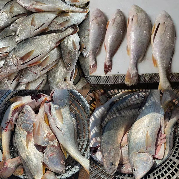 ফ্রেশ ফ্রোজেন হোয়াইট ক্রোকার গুটিড
