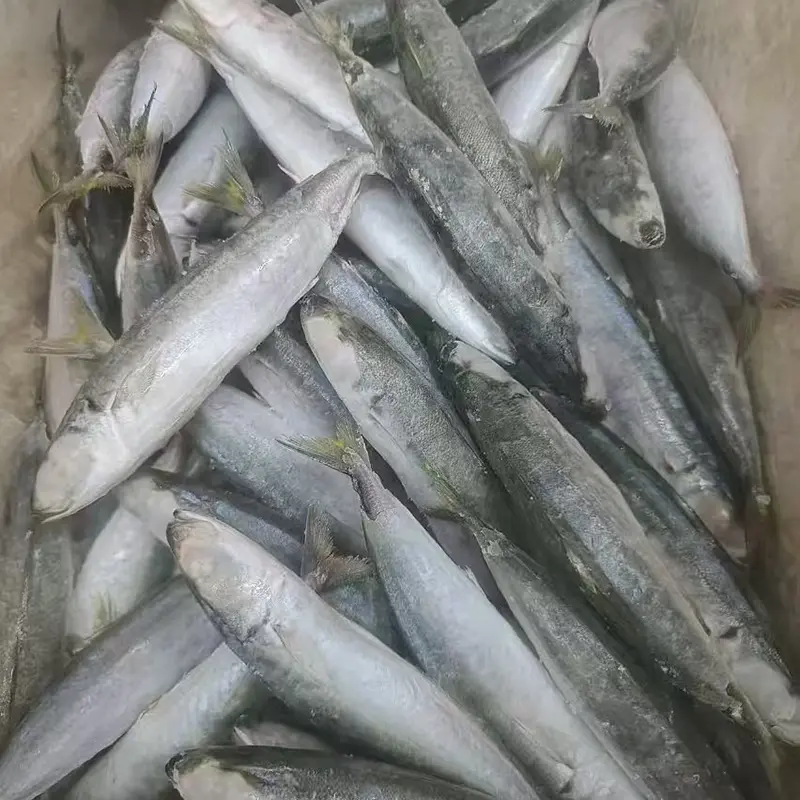 হিমায়িত Layang পুরো বৃত্তাকার scad