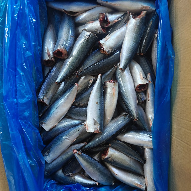 হিমায়িত প্যাসিফিক ম্যাকেরেল এইচজিটি