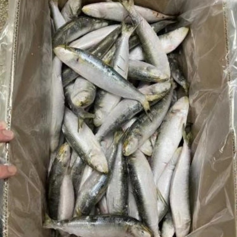 হিমায়িত সার্ডিন পুরো রাউন্ড