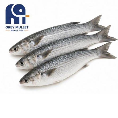 উচ্চ মানের হিমায়িত ধূসর Mullet সম্পূর্ণ মাছ