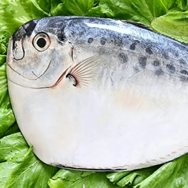 IQF হিমায়িত চাঁদ মাছ পুরো গোলাকার