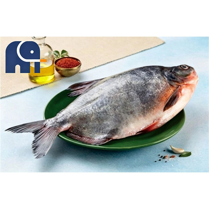 প্রিমিয়াম হিমায়িত লাল Pomfret পুরো রাউন্ড