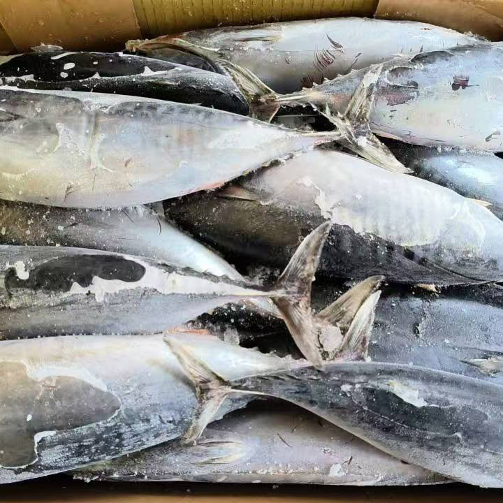 সমুদ্র হিমায়িত Bonito টুনা পুরো বৃত্তাকার